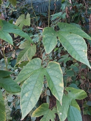 Momordica cochinchinensis