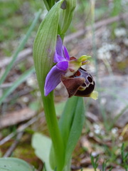 Ophrys heldreichii