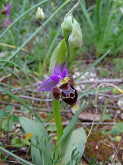 Ophrys heldreichii