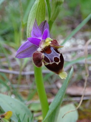 Ophrys heldreichii
