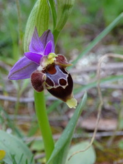 Ophrys heldreichii
