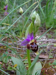 Ophrys heldreichii