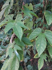 Momordica cochinchinensis