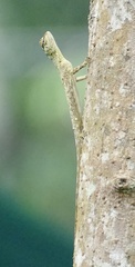 Draco