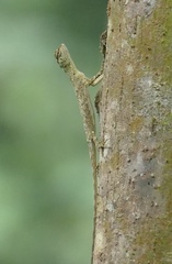 Draco