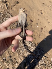 Brachaelurus waddi