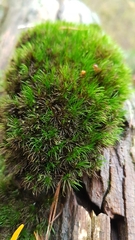 Dicranella heteromalla