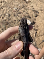 Brachaelurus waddi