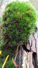 Dicranella heteromalla