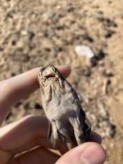 Brachaelurus waddi