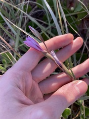 Gladiolus gueinzii