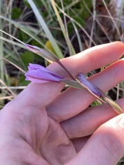 Gladiolus gueinzii