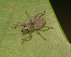 Metapocyrtus adspersus