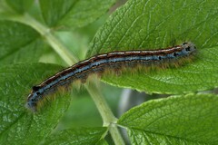 Malacosoma neustria