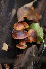 Flammulina velutipes