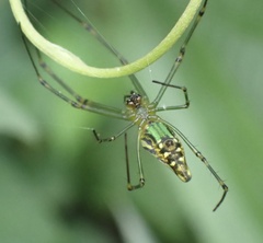 Leucauge decorata