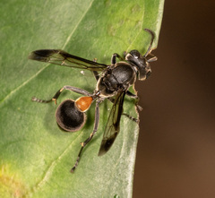 Ropalidia sumatrae