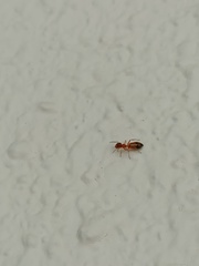 Myrmarachne melanocephala