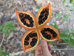 Sterculia quadrifida