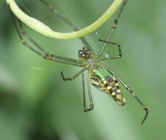 Leucauge decorata