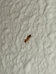 Myrmarachne melanocephala