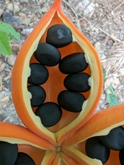 Sterculia quadrifida