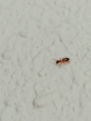 Myrmarachne melanocephala