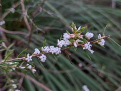 Leucopogon microphyllus