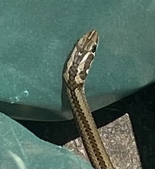 Psammophis crucifer