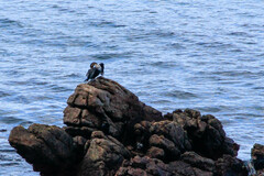 Phalacrocorax carbo lucidus