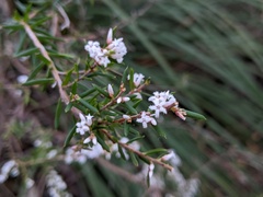 Leucopogon microphyllus