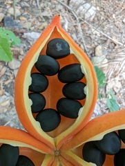 Sterculia quadrifida