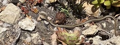 Psammophis crucifer