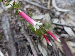 Epacris longiflora