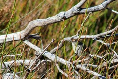 Cisticola subruficapilla
