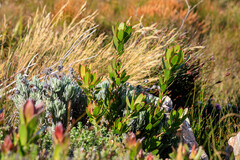 Leucadendron gandogeri