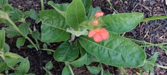 Crossandra