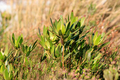 Leucadendron gandogeri