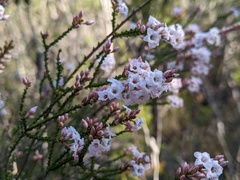 Epacris microphylla