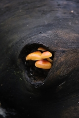 Flammulina velutipes