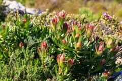 Leucadendron gandogeri