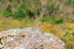 Cisticola subruficapilla