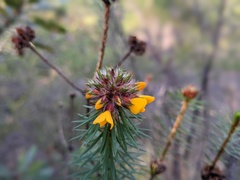 Pultenaea stipularis