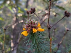 Pultenaea stipularis