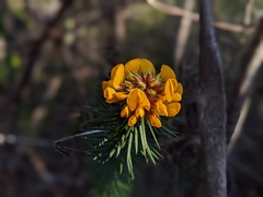 Pultenaea stipularis