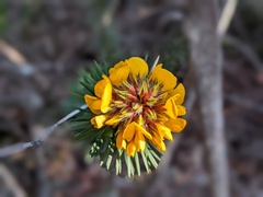Pultenaea stipularis