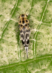 Glipa malaccana