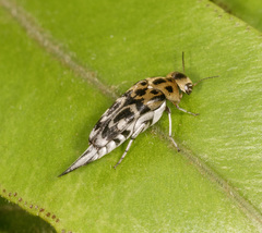 Glipa malaccana