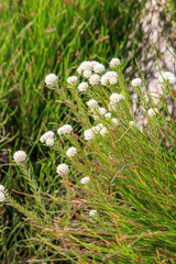Lachnaea densiflora