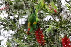 Glossopsitta concinna